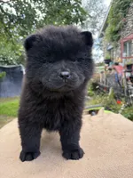 Black female , a female Chow Chow for sale in Merritt, MI – 2 of 3