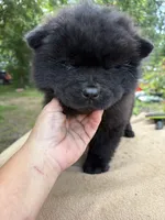 Black female , a female Chow Chow for sale in Merritt, MI – 3 of 3