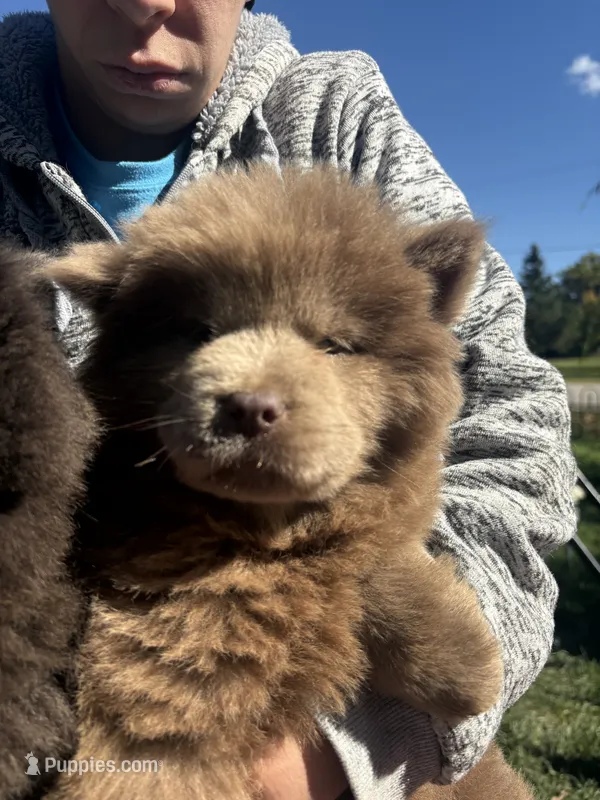 Lilac female  – Chow Chow puppy for sale in Merritt, MI