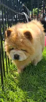 Puppy, a female Chow Chow for sale in Merritt, MI – Photo 6 of 7
