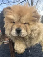 Puppy, a female Chow Chow for sale in Merritt, MI – Photo 3 of 7