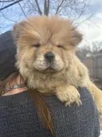 Puppy, a female Chow Chow for sale in Merritt, MI – Photo 1 of 7