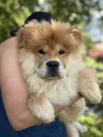 Sable male / Gus , a male Chow Chow for sale in Merritt, MI – 3 of 4