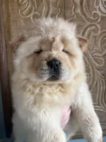 Cream boy, a male Chow Chow for sale in Merritt, MI – Photo 1 of 5