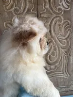 Cream boy, a male Chow Chow for sale in Merritt, MI – Photo 4 of 5