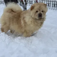 Cream boy, a male Chow Chow for sale in Merritt, MI – Photo 5 of 5