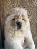 Cream boy, a male Chow Chow for sale in Merritt, MI – Photo 3 of 5