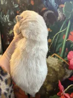 processed/8270866c-5adc-4820-bac3-c20e2deee31e/listing/97671e3f-0c24-4c27-8ce9-4ef7dc5828b1/b5d17cd8-39ff-45d8-95f8-2adcfbde462a