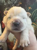 processed/8270866c-5adc-4820-bac3-c20e2deee31e/listing/97671e3f-0c24-4c27-8ce9-4ef7dc5828b1/e64b7538-c886-4bf7-bad6-88c60db066bd