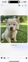 Cream male, a male Chow Chow for sale in Merritt, MI – 3 of 3