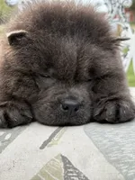 Blue boy , a male Chow Chow for sale in Merritt, MI – 4 of 5