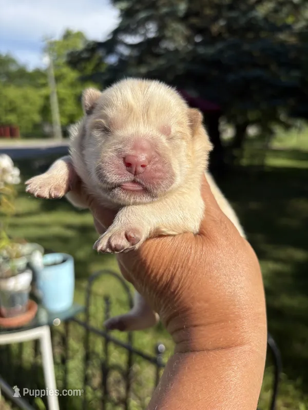 Cream male  – Chow Chow puppy for sale in Merritt, MI