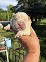 Cream male , a male Chow Chow for sale in Merritt, MI – 1 of 4