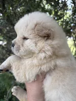Cream female , a female Chow Chow for sale in Merritt, MI – 3 of 4
