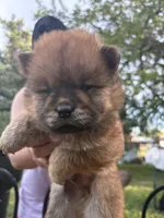 Sable male , a male Chow Chow for sale in Merritt, MI – 4 of 5