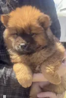 Red female, a female Chow Chow for sale in Merritt, MI – Photo 4 of 6