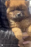 Red female, a female Chow Chow for sale in Merritt, MI – Photo 6 of 6