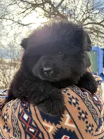 Blk boy, a male Chow Chow for sale in Merritt, MI – Photo 3 of 4