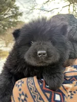 Blk boy, a male Chow Chow for sale in Merritt, MI – Photo 4 of 4