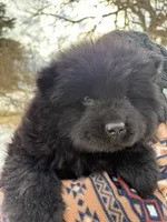 Blk boy, a male Chow Chow for sale in Merritt, MI – Photo 1 of 4