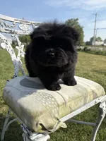 Black female , a female Chow Chow for sale in Merritt, MI – 5 of 5