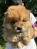 Sable boy , a male Chow Chow for sale in Merritt, MI – 1 of 2