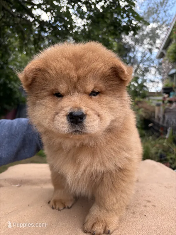 Sable female  – Chow Chow puppy for sale in Merritt, MI