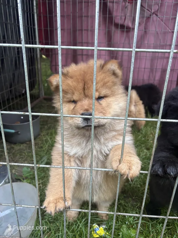 Sable female  – Chow Chow puppy for sale in Merritt, MI
