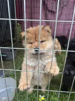 Sable female , a female Chow Chow for sale in Merritt, MI – 1 of 1