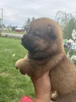 Sable boy , a male Chow Chow for sale in Merritt, MI – 3 of 4