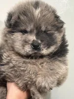 Merlin, a male Chow Chow for sale in Merritt, MI – Photo 7 of 7