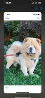 Merlin, a male Chow Chow for sale in Merritt, MI – Photo 4 of 7