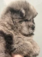 Merlin, a male Chow Chow for sale in Merritt, MI – Photo 5 of 7