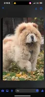 Merlin, a male Chow Chow for sale in Merritt, MI – Photo 2 of 7