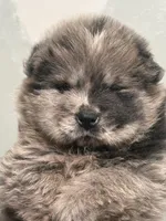 Merlin, a male Chow Chow for sale in Merritt, MI – Photo 1 of 7
