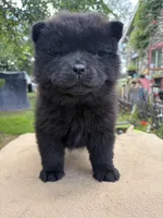 Black female , a female Chow Chow for sale in Merritt, MI – 1 of 3