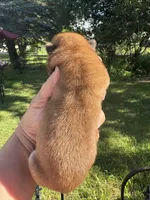 Sable male , a male Chow Chow for sale in Merritt, MI – 3 of 3
