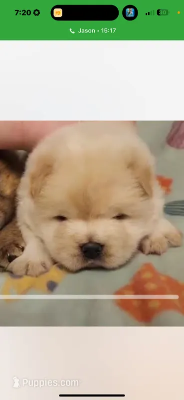 Cream female  – Chow Chow puppy for sale in Merritt, MI