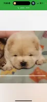 Cream female , a female Chow Chow for sale in Merritt, MI – 1 of 3