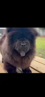 Black male , a male Chow Chow for sale in Merritt, MI – 1 of 3