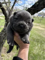 Blue female , a female Chow Chow for sale in Merritt, MI – 1 of 3