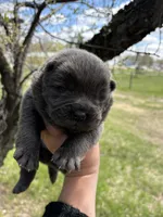 Blue female , a female Chow Chow for sale in Merritt, MI – 2 of 3