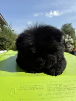 Black female , a female Chow Chow for sale in Merritt, MI – 4 of 5