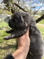 Blue male , a male Chow Chow for sale in Merritt, MI – 2 of 2