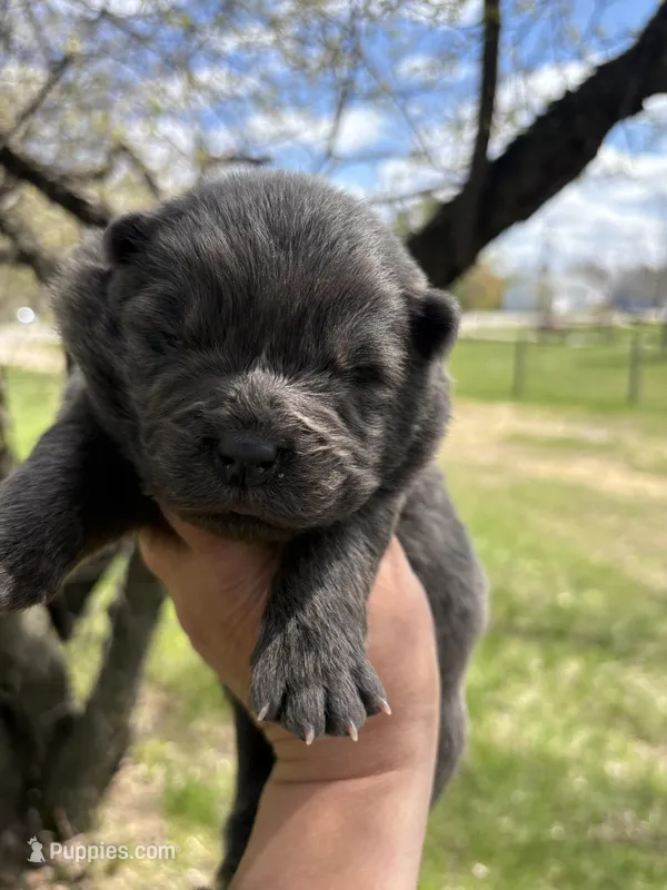 Blue male  – Chow Chow puppy for sale in Merritt, MI