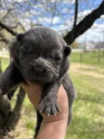 Blue male , a male Chow Chow for sale in Merritt, MI – 1 of 2