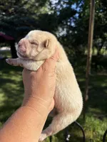 Cream male , a male Chow Chow for sale in Merritt, MI – 3 of 4