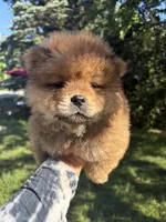 Sable boy , a male Chow Chow for sale in Merritt, MI – 2 of 2