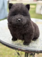 Female Blk, a female Chow Chow for sale in Merritt, MI – Photo 8 of 8