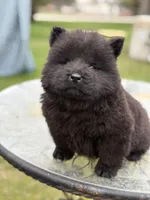 Female Blk, a female Chow Chow for sale in Merritt, MI – Photo 2 of 8